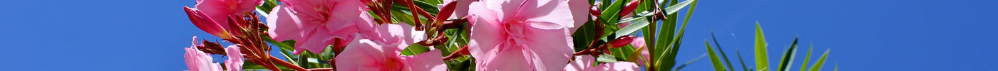 Oleander: die optimale Pflege
