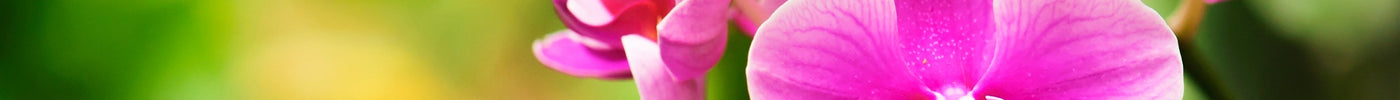 Rasenmax Orchideentabs: Perfekte Nährstoffpflege für prachtvolle Orchideen