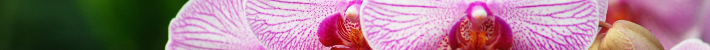 Mit wenigen Tricks Orchideen zum Blühen bringen