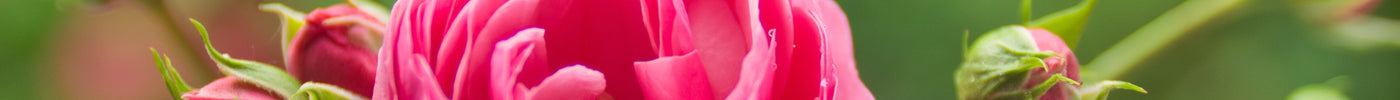 Schädlinge auf Rosen