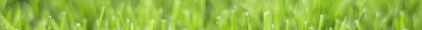 Wie behandle ich meinen Rasen im Frühling?