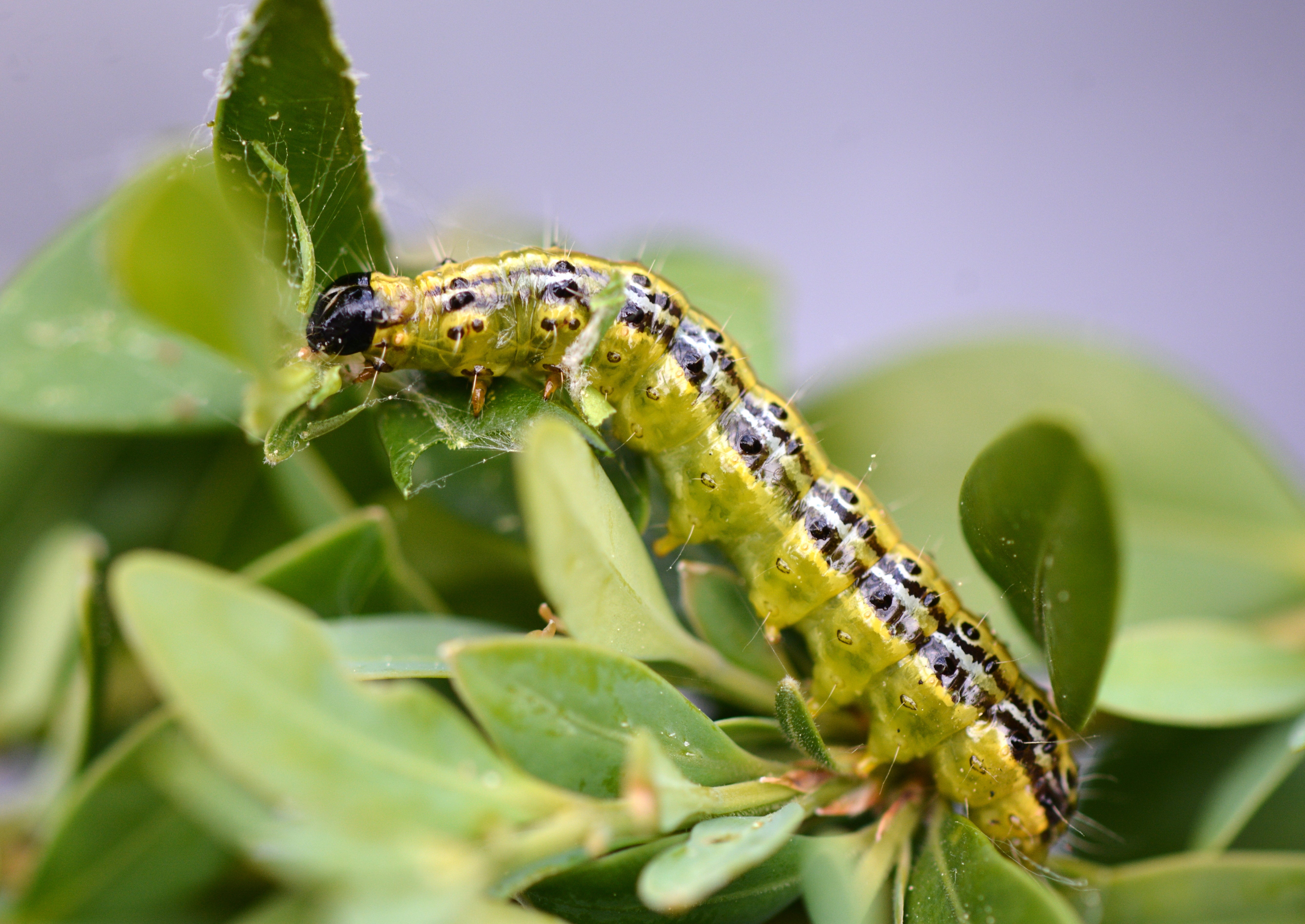Was hilft gegen den Buchsbaumzünsler?