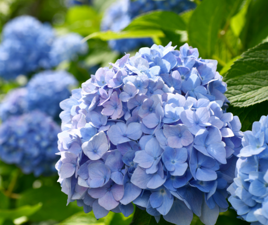 Hortensien pflegen - richtig pflanzen, düngen, gießen, schneiden