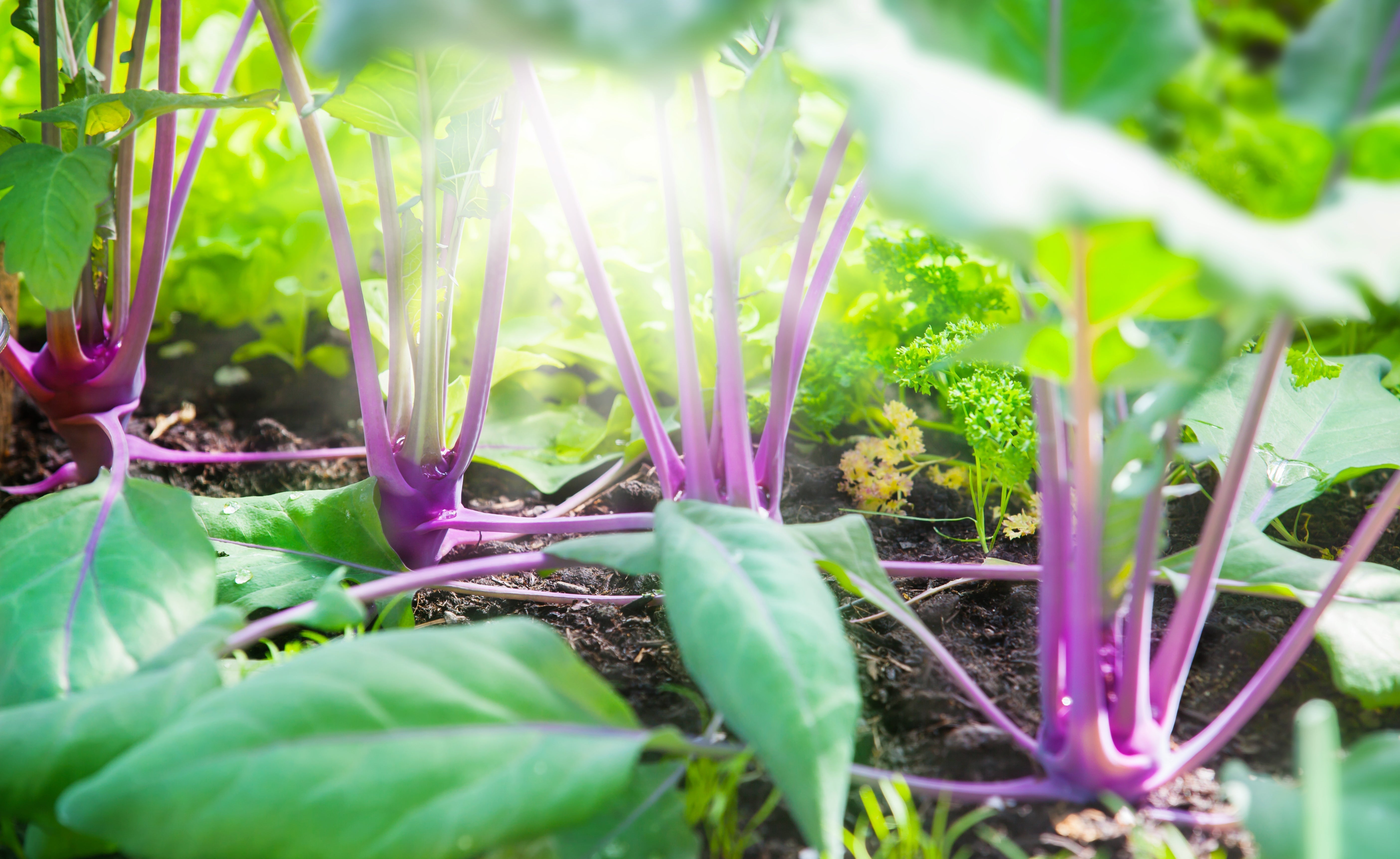 Dünger - NPK und andere Nährstoffe