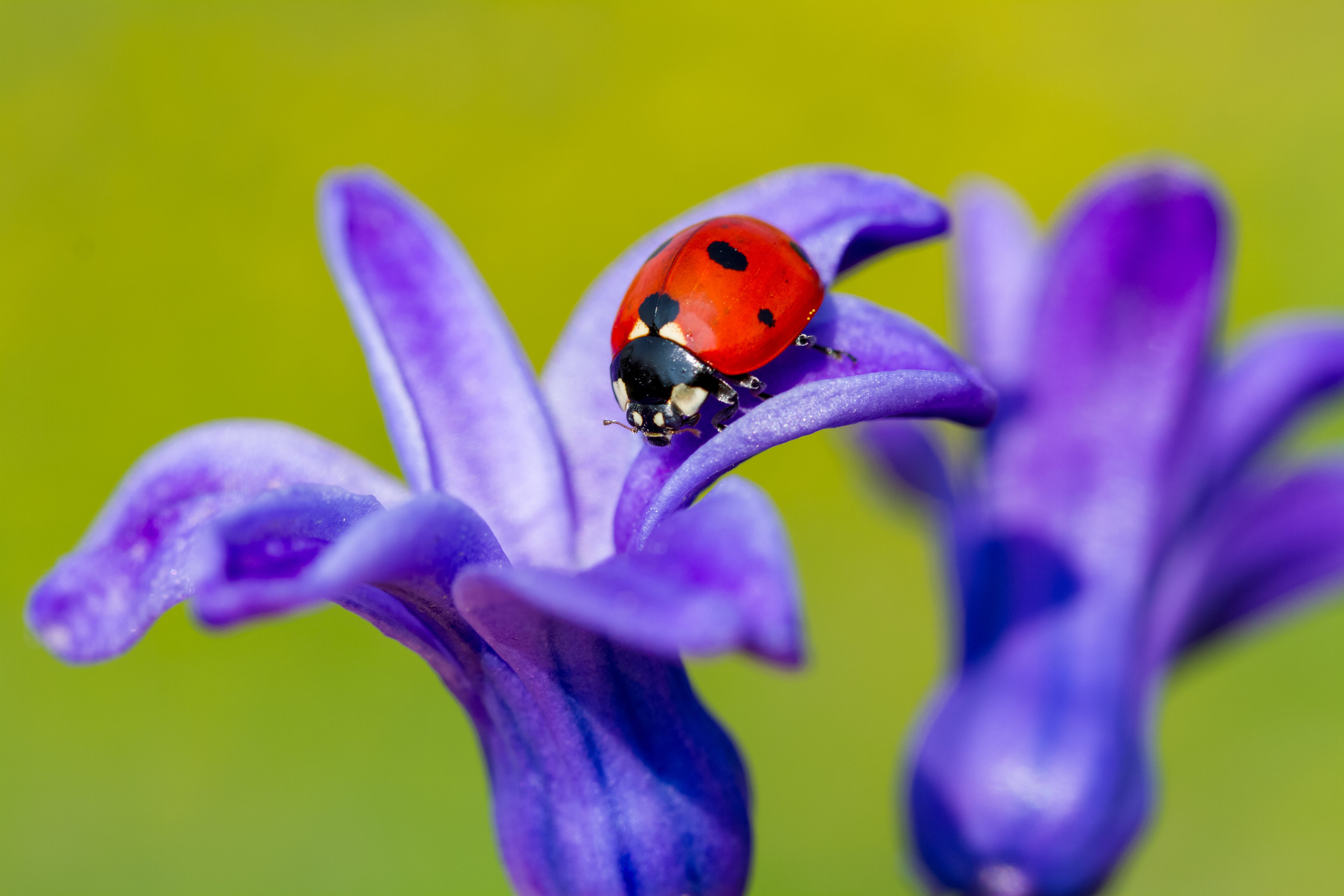 Nützlinge im Garten: die wichtigsten Helfer im Überblick