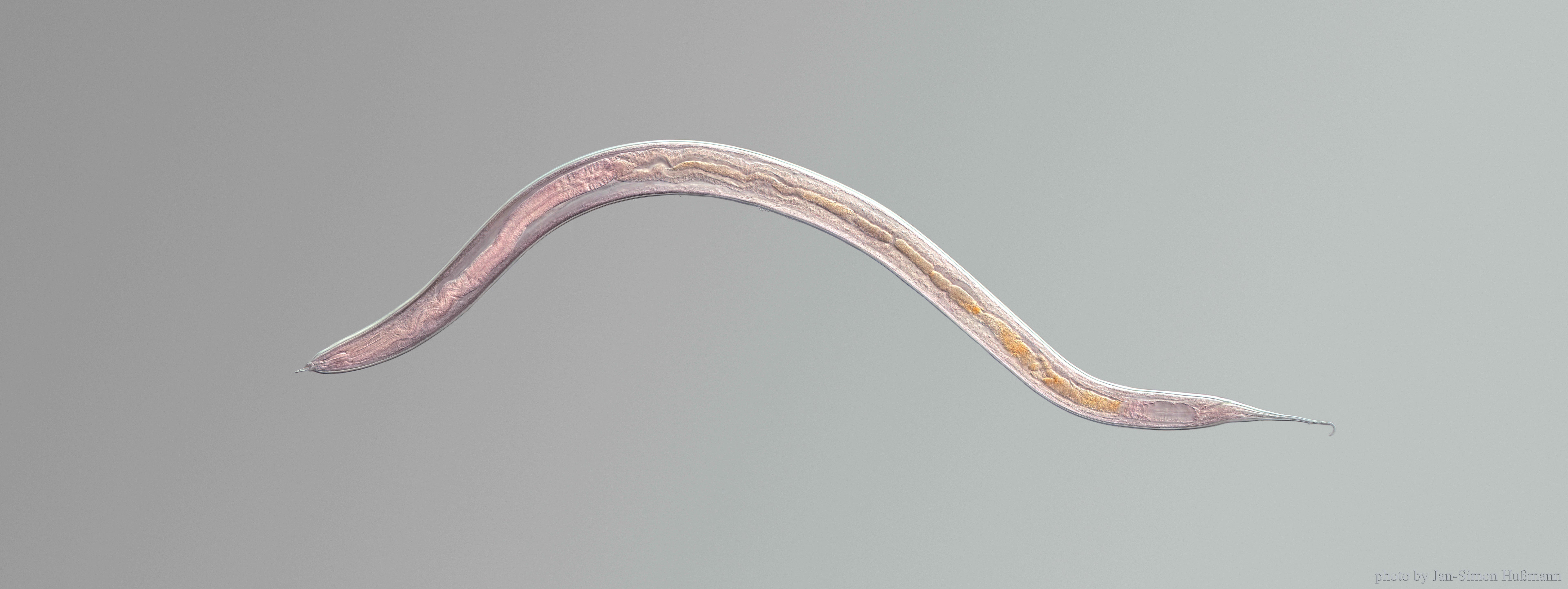 Nematoden