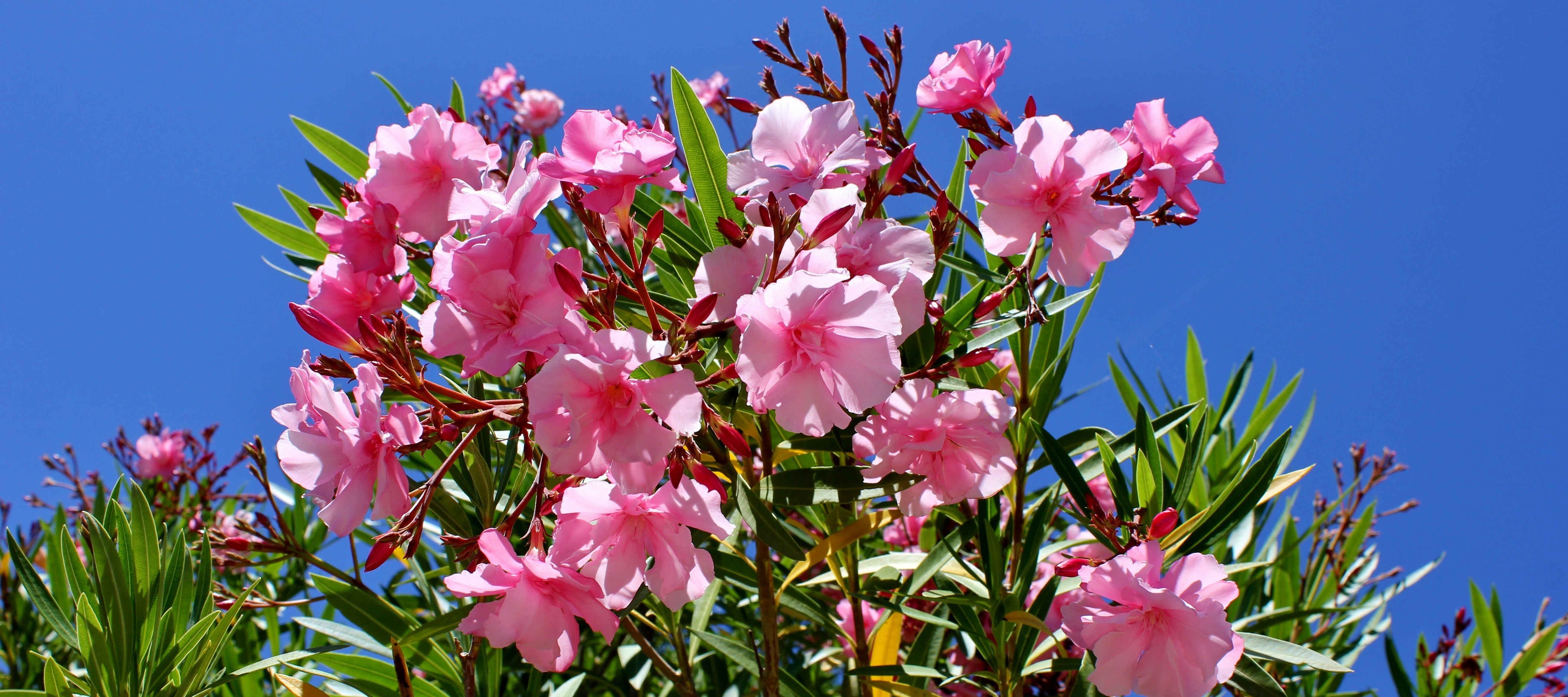 Oleander Pflege: So holst Du Dir mediterranes Flair auf Balkon & Terrasse!