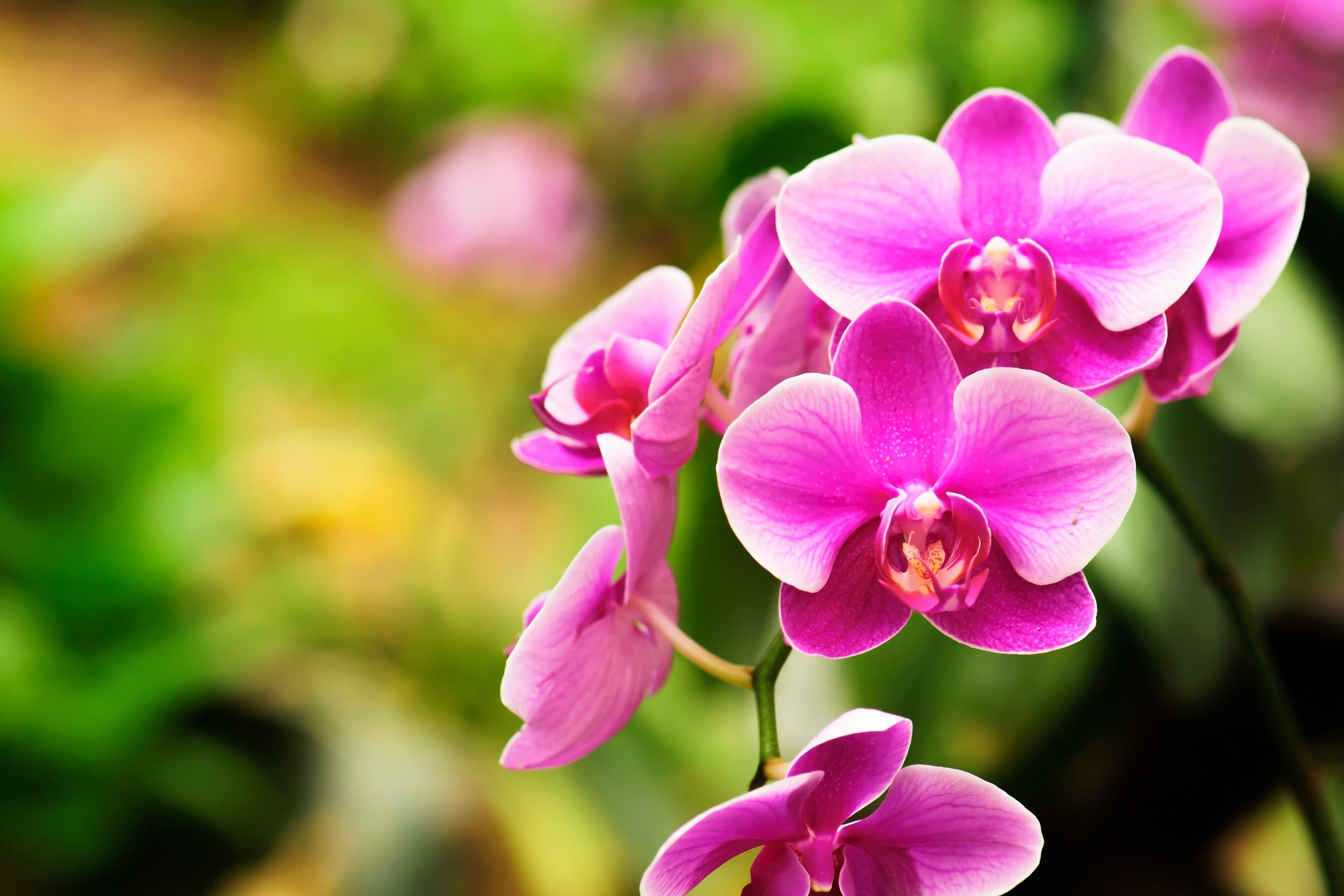Rasenmax Orchideentabs: Perfekte Nährstoffpflege für prachtvolle Orchideen