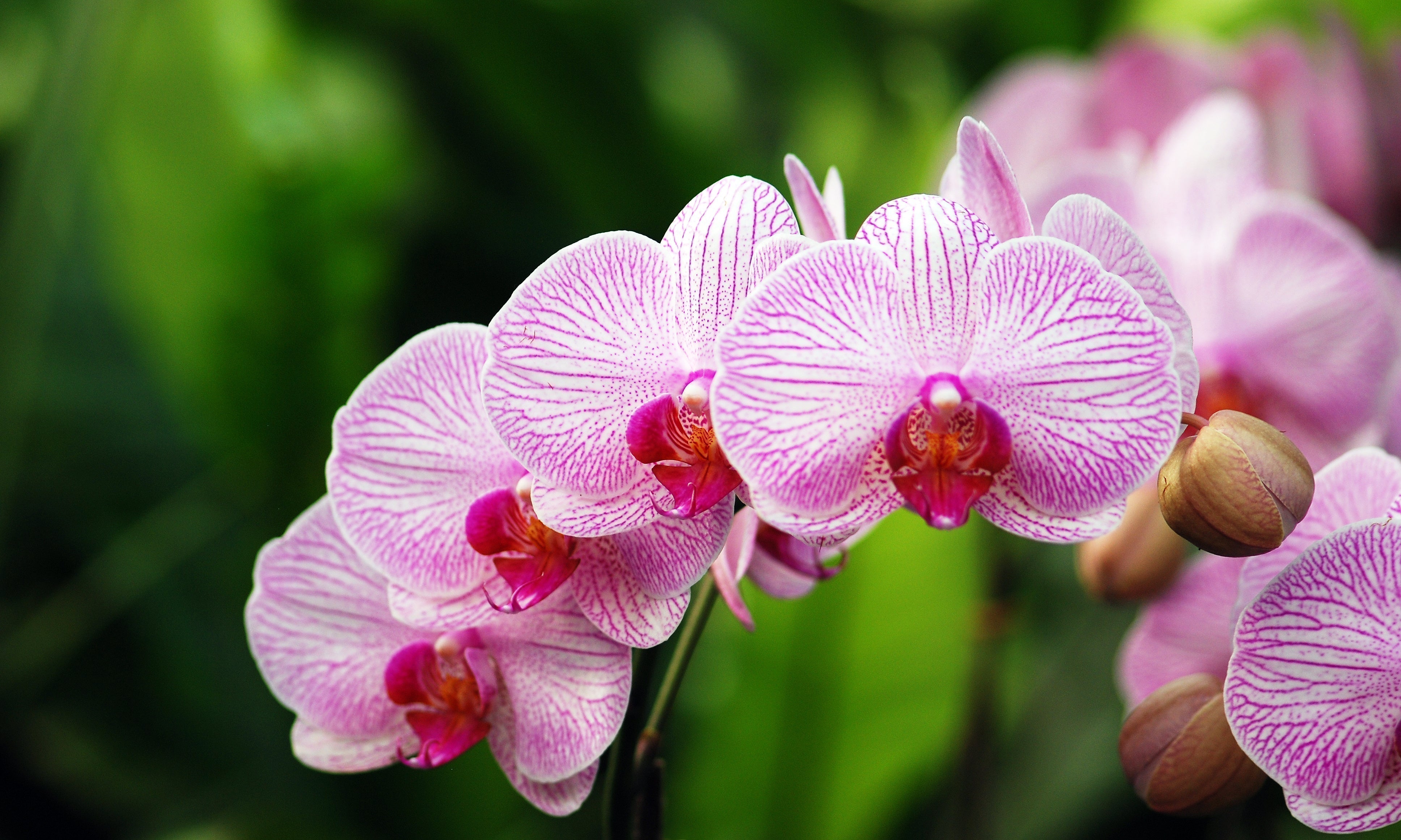 Mit wenigen Tricks Orchideen zum Blühen bringen