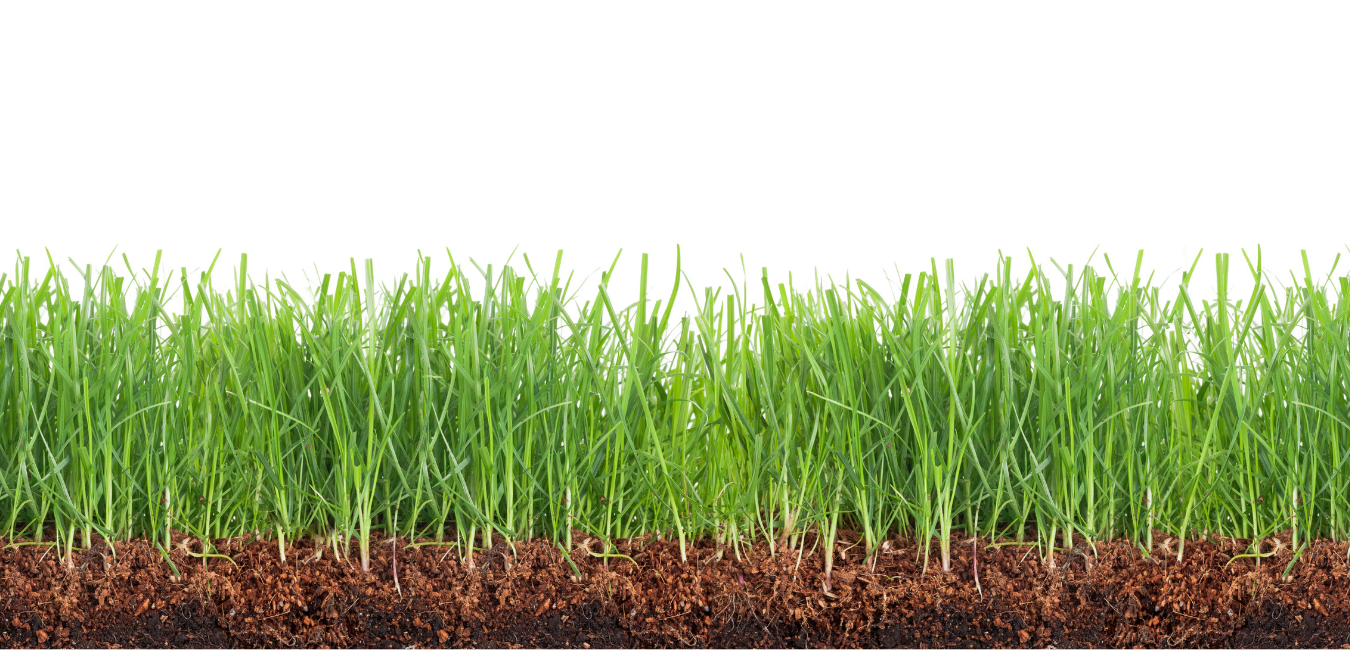 Rasenpflege: In wenigen Schritten zum perfekten Rasen