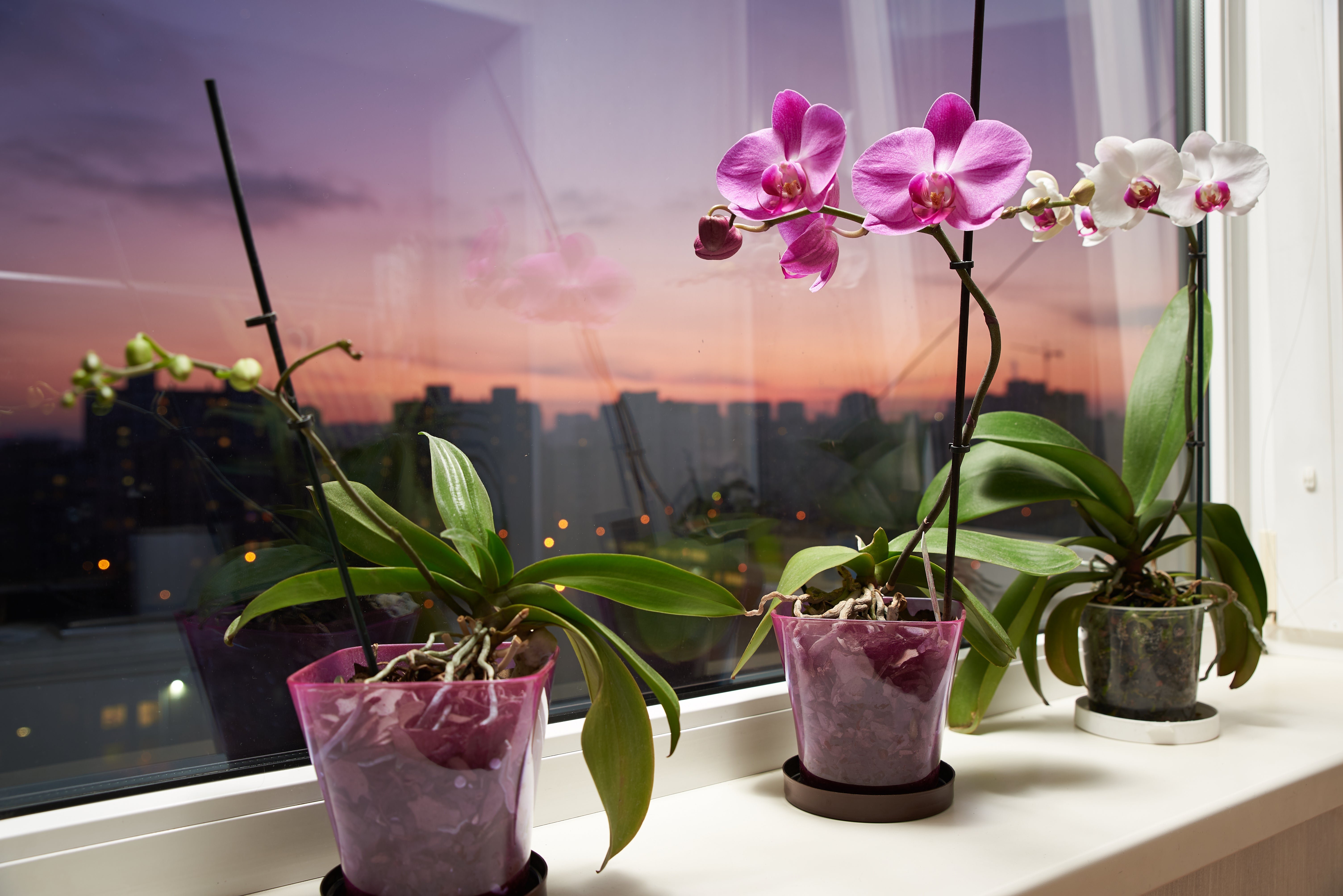 Schädlinge an Orchideen - oder doch eine Krankheit?