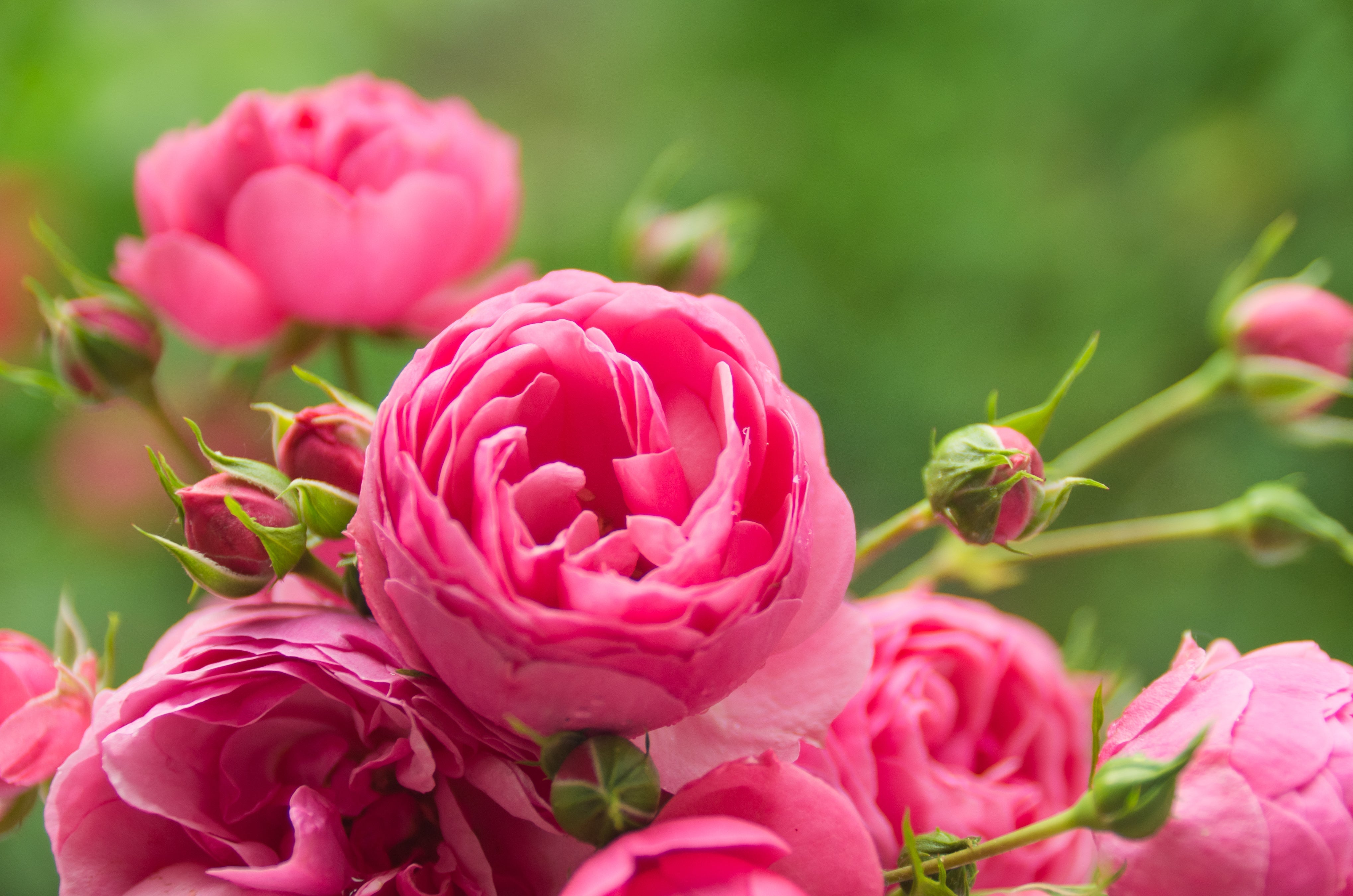 Schädlinge auf Rosen