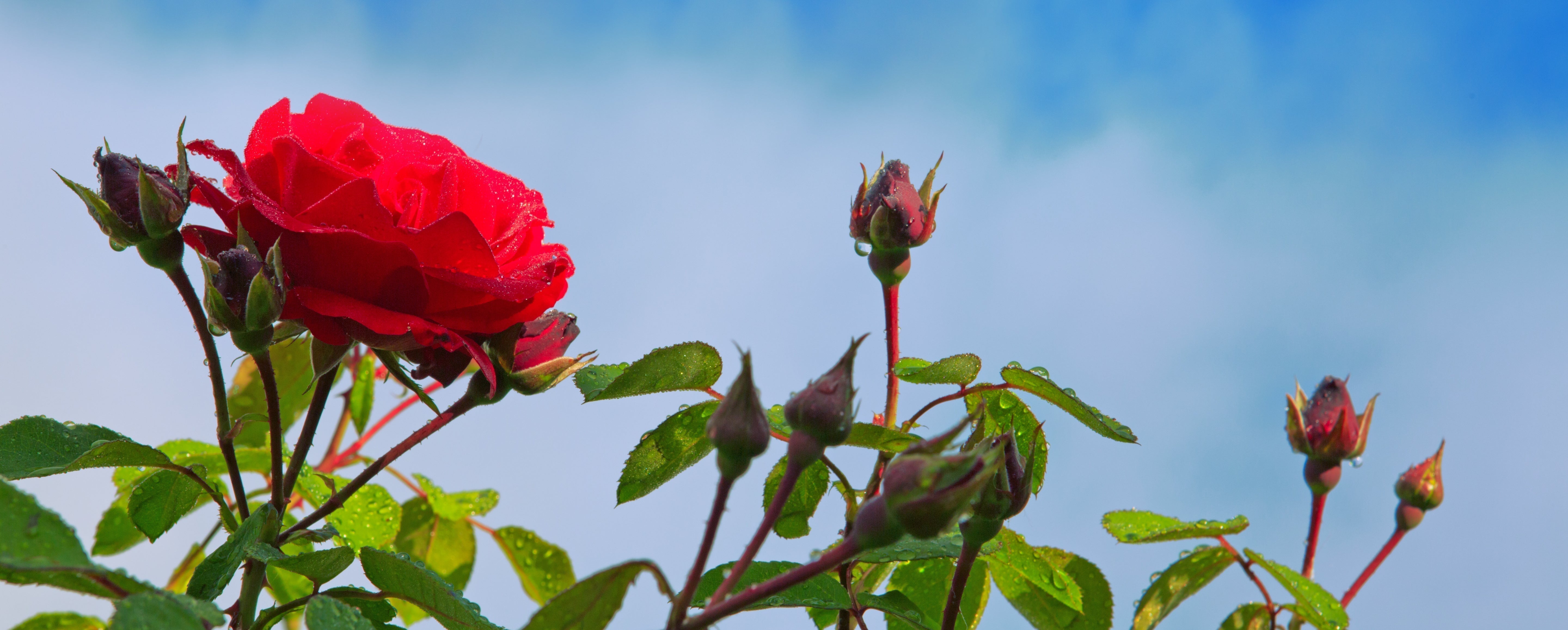 Rosenratgeber - Tipps für den Rosenkauf, den Rosenschnitt und die Rosenpflege
