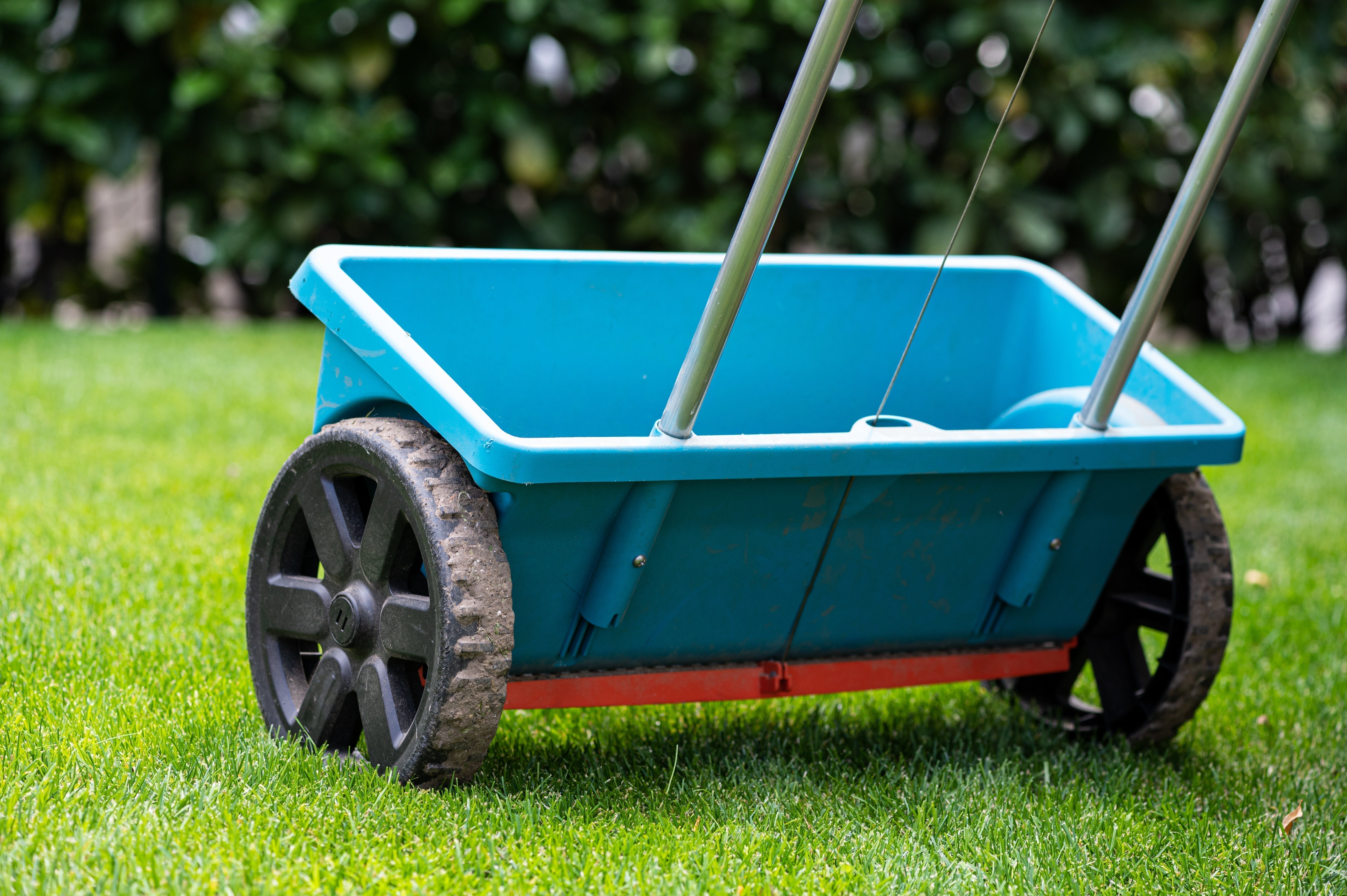 Rasen kalken und düngen