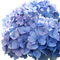 Hortensien