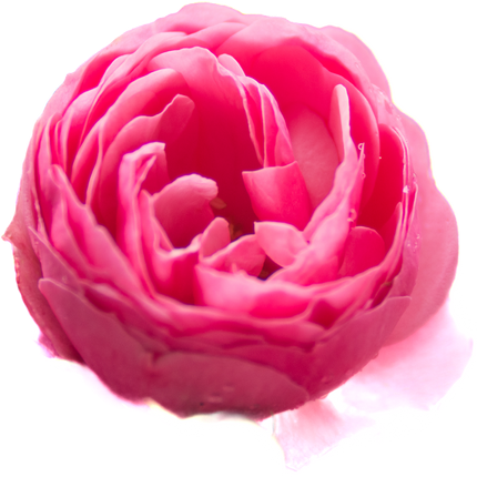 Collection image for: Rosen