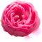 Rosen