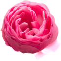 Rosen