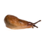 Schnecken