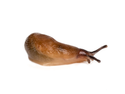 Schnecken