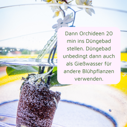 Rasenmax Orchideendünger Tabs - 20 Stück