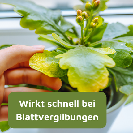 Rasenmax Eisendünger flüssig Ferrum