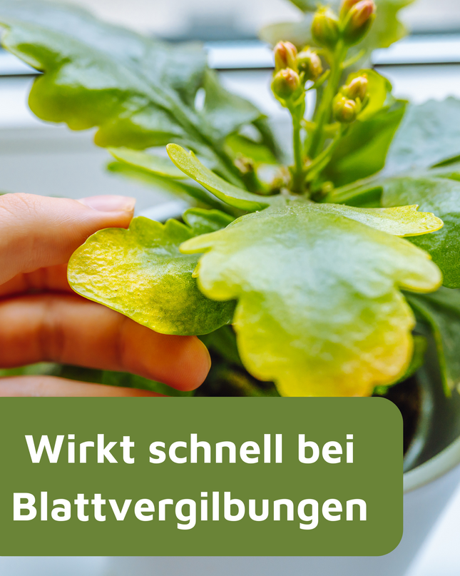 Rasenmax Eisendünger flüssig Ferrum