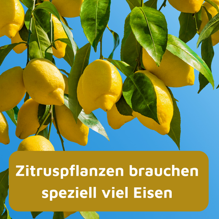 Rasenmax Eisendünger flüssig Ferrum