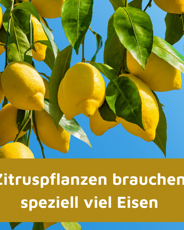 Rasenmax Eisendünger flüssig Ferrum