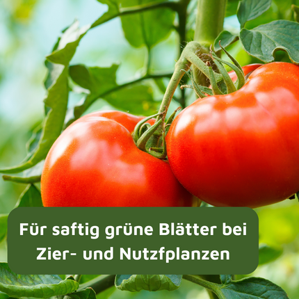 Rasenmax Eisendünger flüssig Ferrum