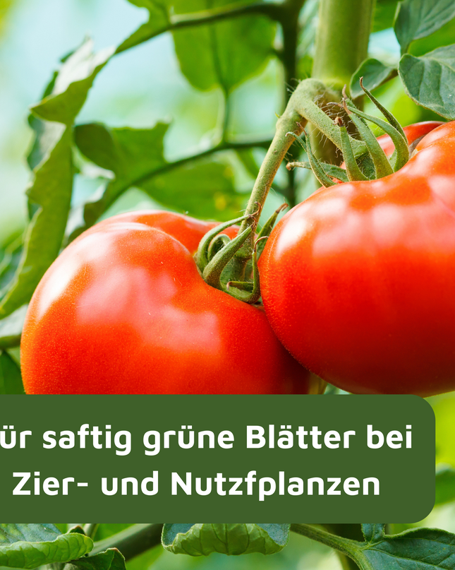 Rasenmax Eisendünger flüssig Ferrum