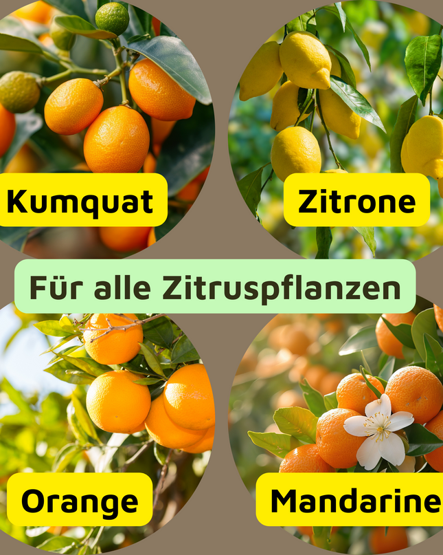 Rasenmax Zitrusdünger und Olivenbaumdünger 1 L