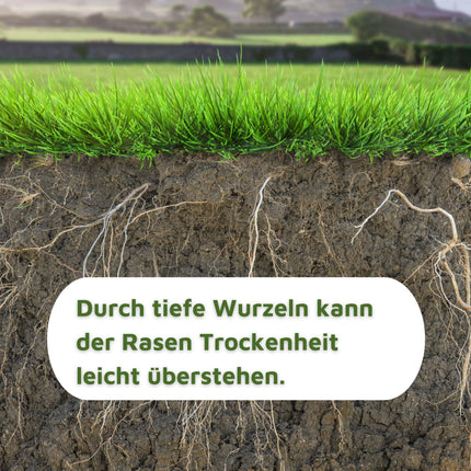 Rasenmax Rasensamen trockenresistent - Grassamen für trockene Standorte, 2,5 kg, 100 m2