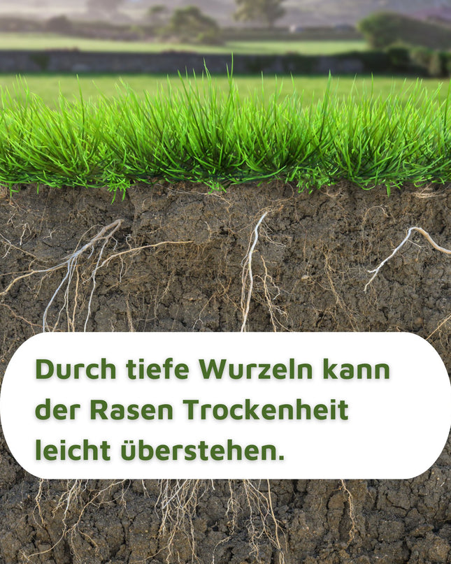 Rasenmax Rasensamen trockenresistent - Grassamen für trockene Standorte, 2,5 kg, 100 m2