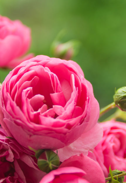 Alles über die ideal Rosenpflege