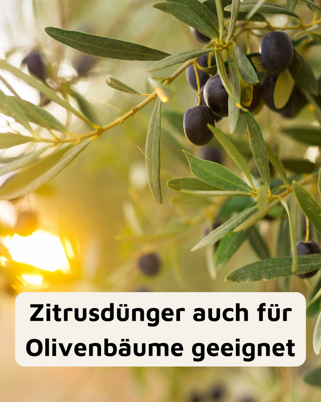 Rasenmax Zitrusdünger und Olivenbaumdünger 1 L