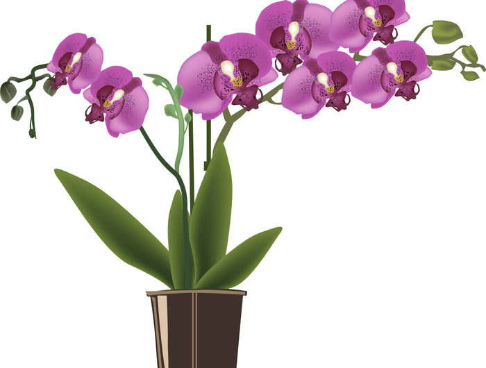 <h2>Orchideenprodukte</h2>