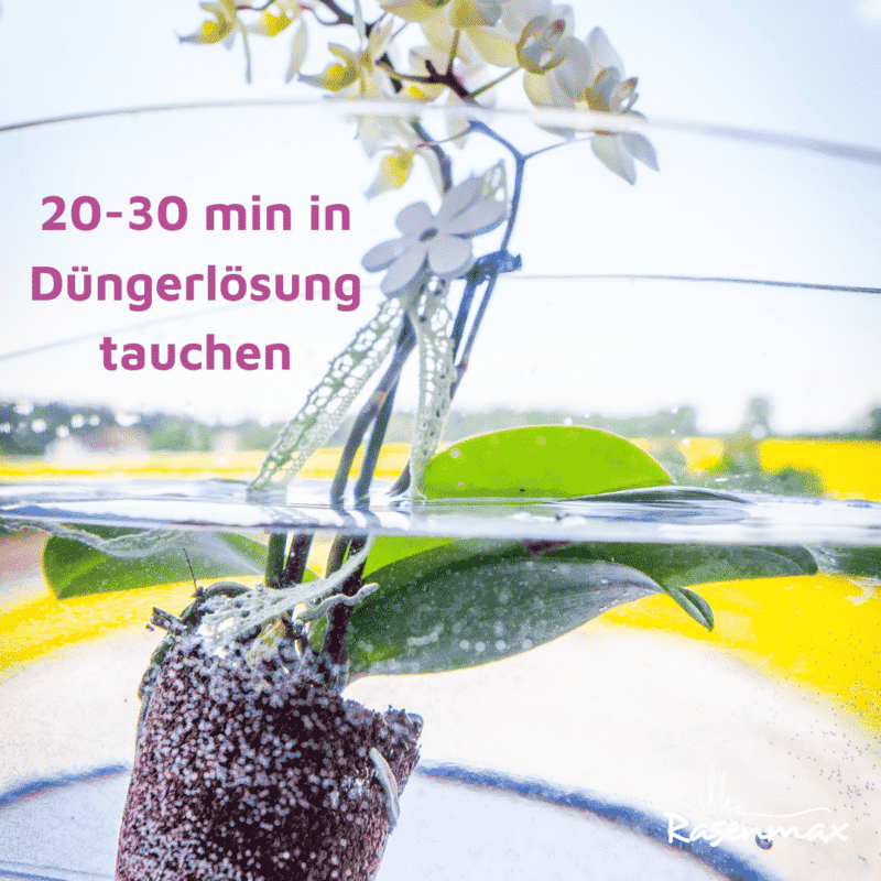 Rasenmax Orchideendünger 20 min in Düngerlösung tauchen