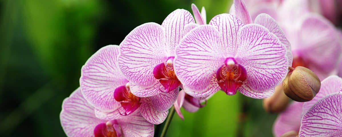 Die optimale Pflege für Orchideen