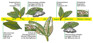 Buchsbaumzünsler Lebenszyklus 