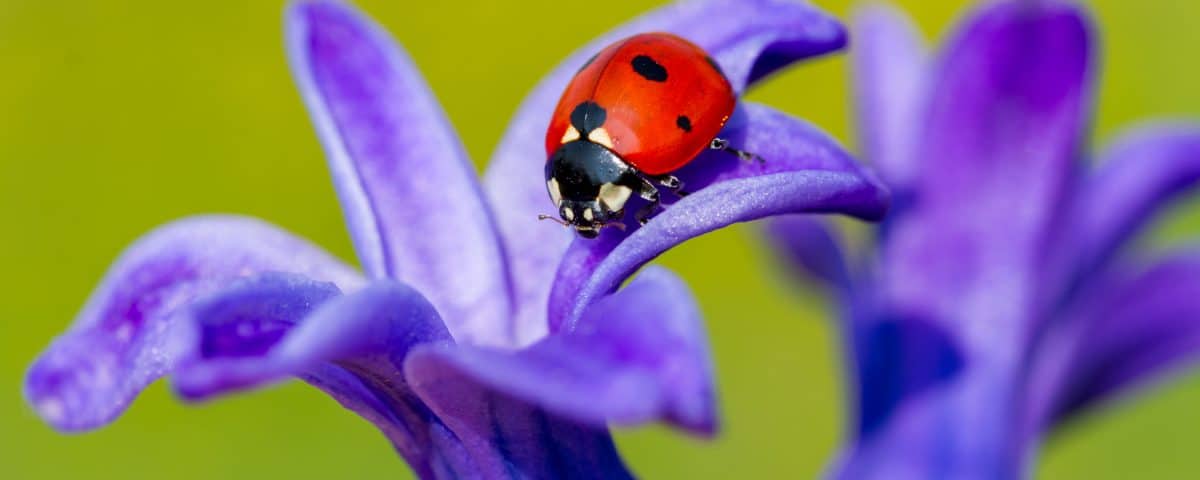 Marienkäfer - Nützlinge im Garten [Foto: Adobe Stock/mehmetkrc]