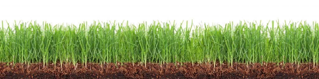 Rasen: die ideale Rasenpflege