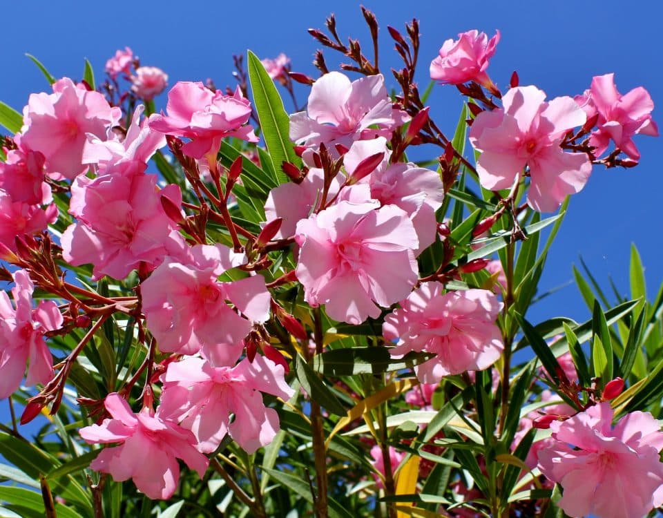 Oleander blühend - Rasenmax